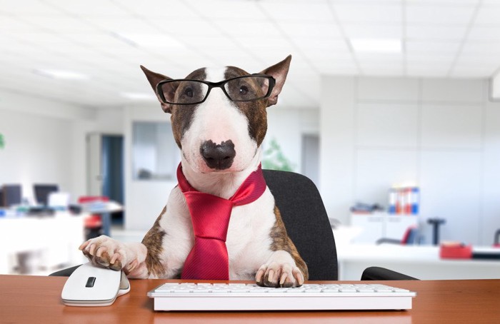 オフィスでPCを操作する犬