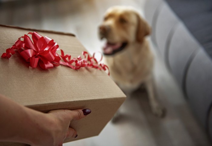 犬とプレゼントの箱