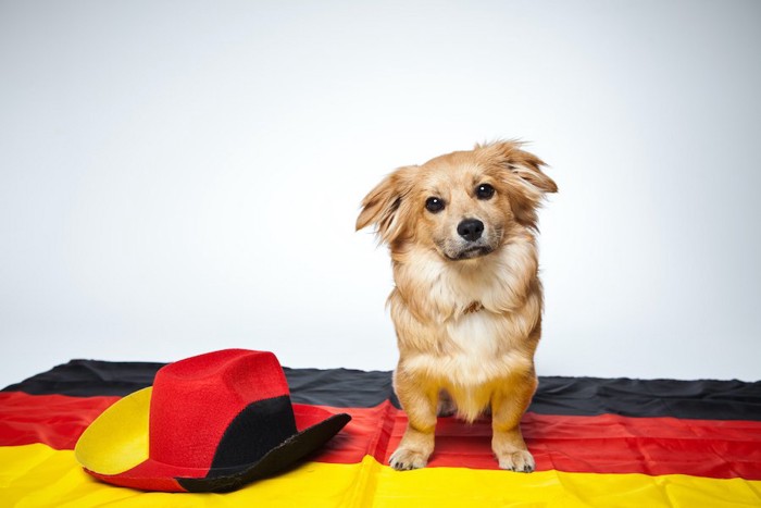 ドイツ国旗の上に座っている犬