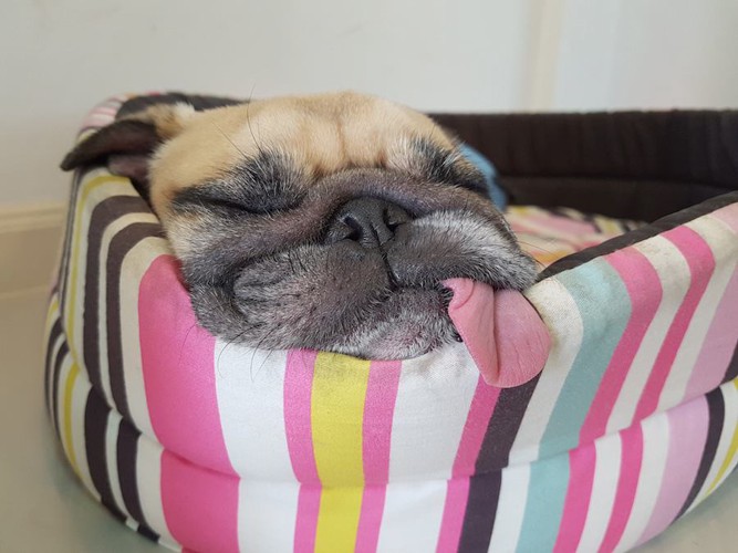 犬用ベッドに顔を乗せて舌を出して眠るパグ