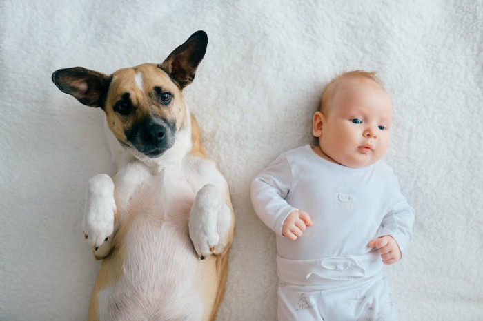 仰向けになっている犬と赤ちゃん