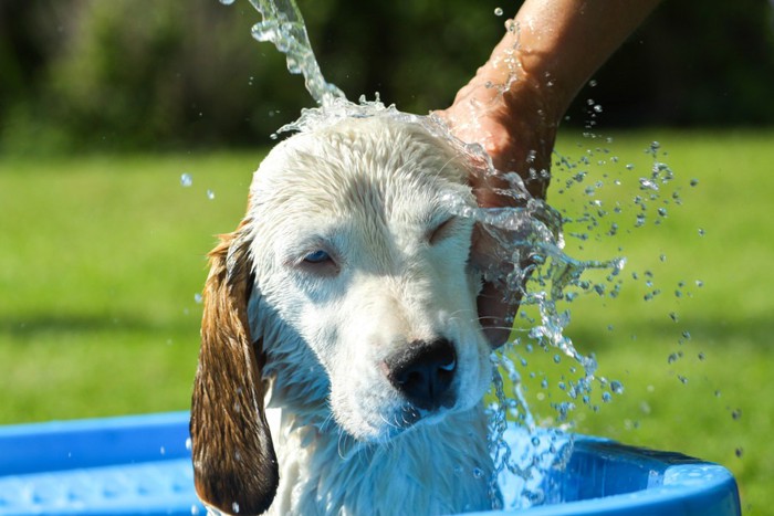 水浴びをしている犬