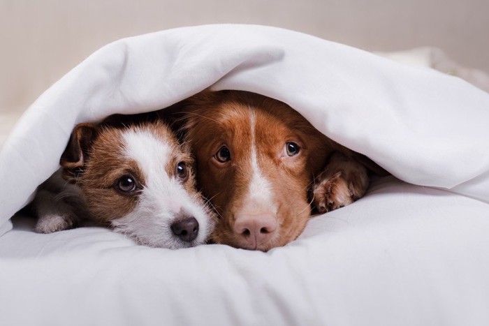2匹の犬が毛布に潜っている