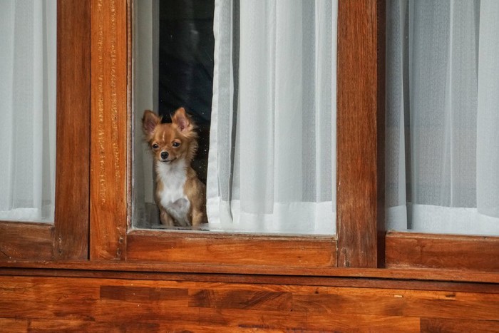 窓から外を覗く犬