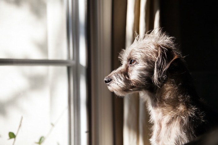 寂しげに窓の外を眺めている犬