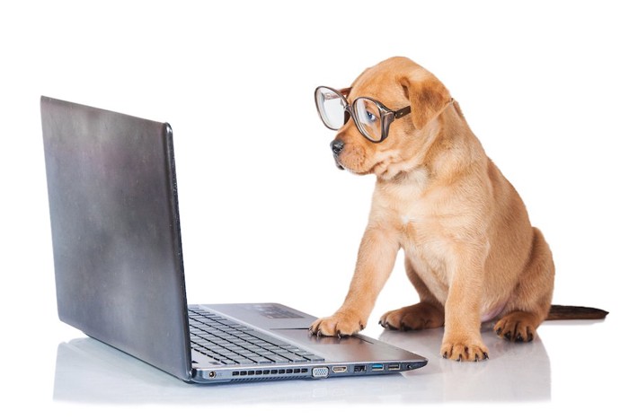 パソコンを見つめて仕事をしている犬