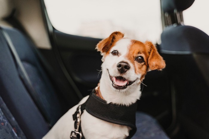 車内で笑顔の犬