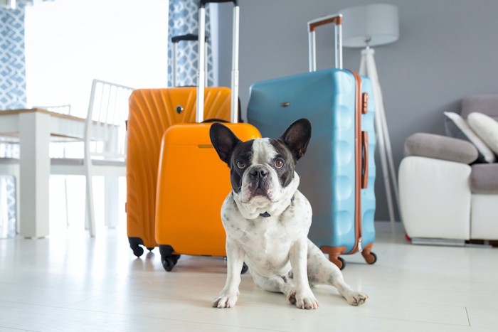 リビングに置かれたスーツケースの前に座る犬