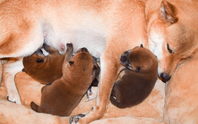 授乳する柴犬