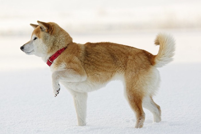 雪上で片足をあげている犬