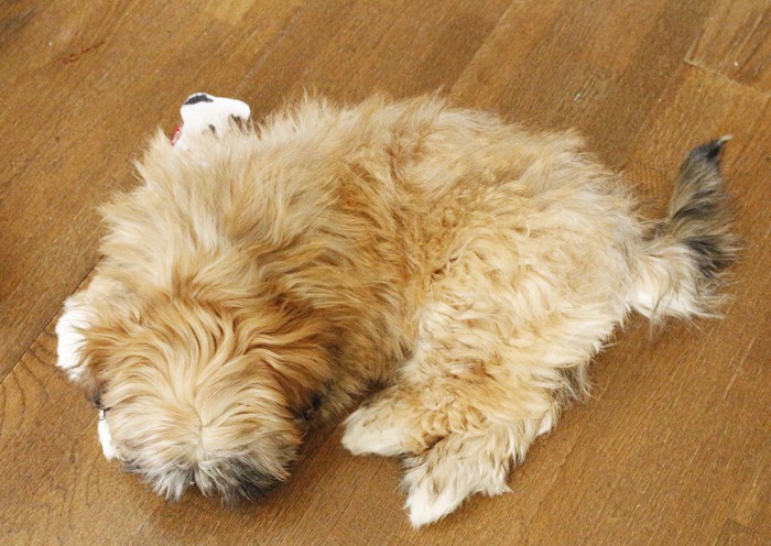 床の上で丸くなるラサの子犬