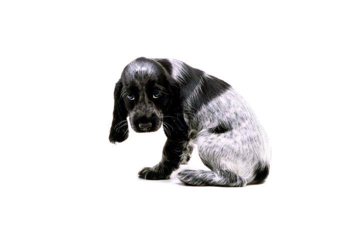 しっぽを巻きこんで座る垂れ耳の子犬、白い背景