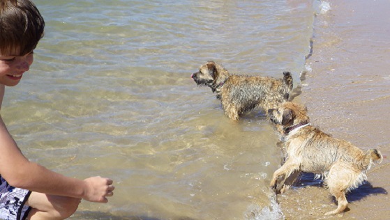 海で遊ぶ犬と子供
