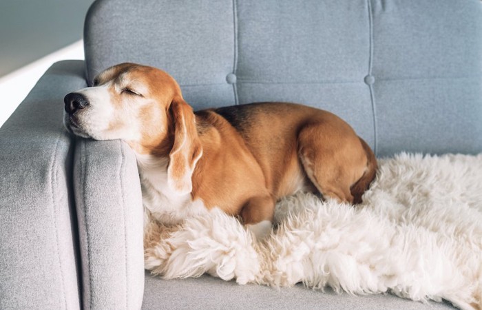 気持ちよさそうにソファーで眠る犬