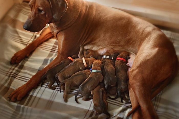 たくさんの子犬に授乳している母犬