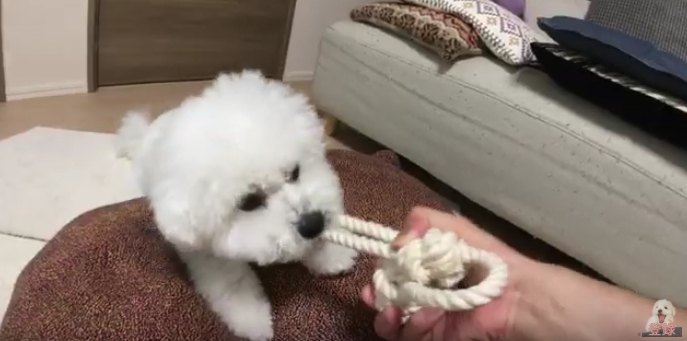 ロープおもちゃ