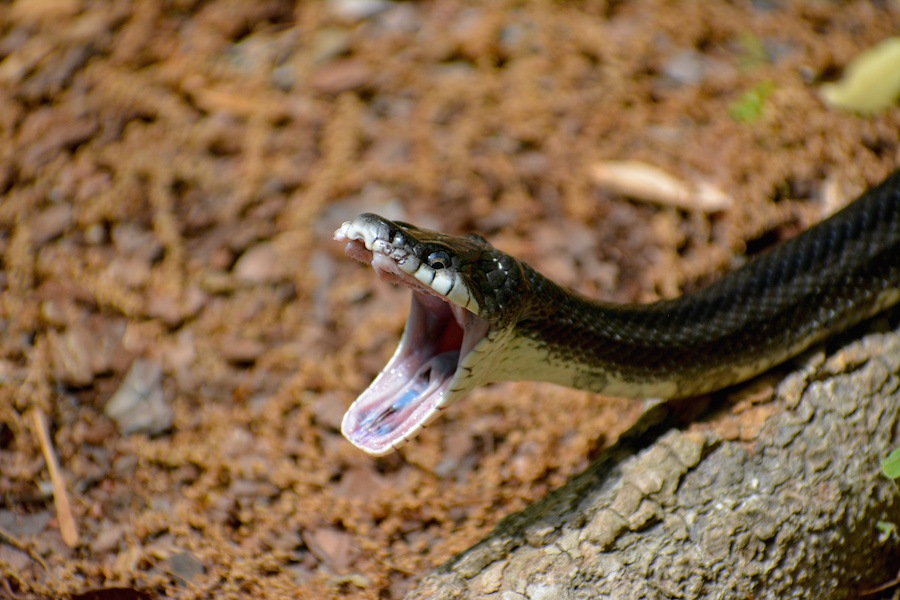 口を開けて威嚇する蛇