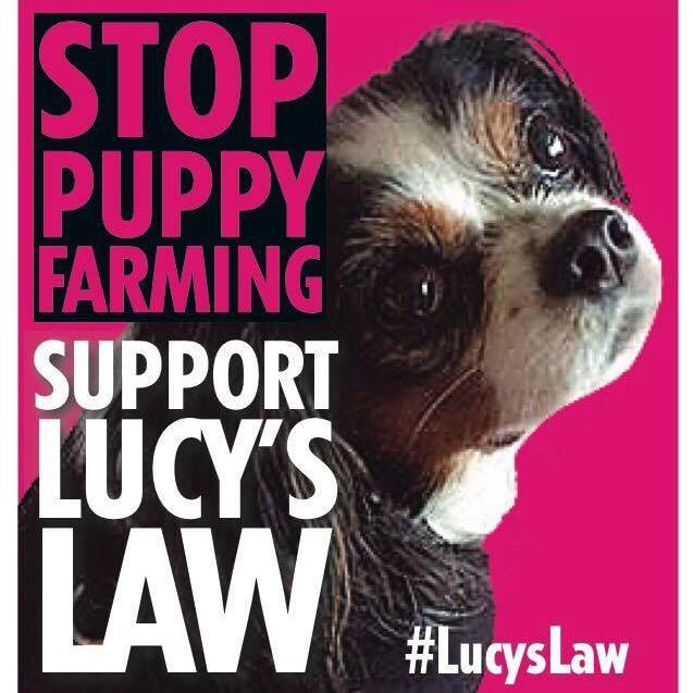 ルーシーの法律