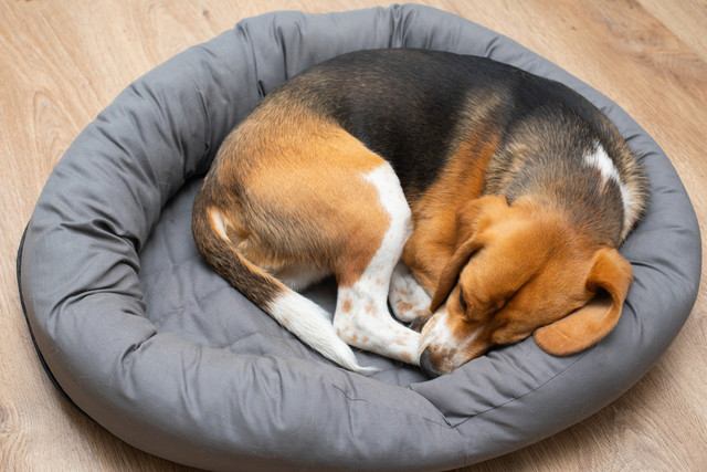 犬の寝床を快適にする5つの方法 | わんちゃんホンポ