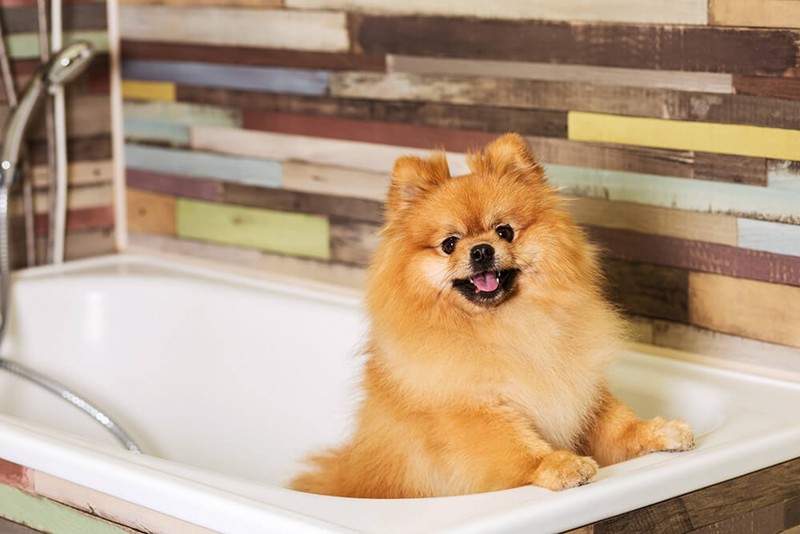 「浴室事故　犬」の画像検索結果